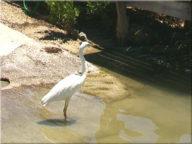 Fischreiher, Islamorada, Florida Keys