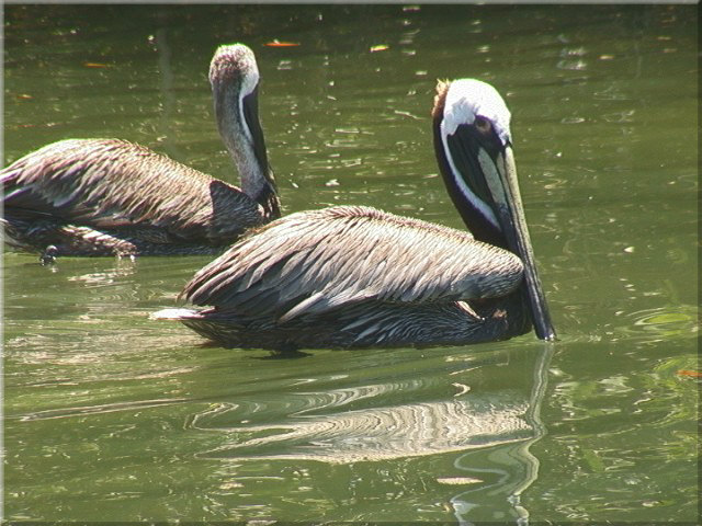 Pelikane, Islamorada, Florida Keys