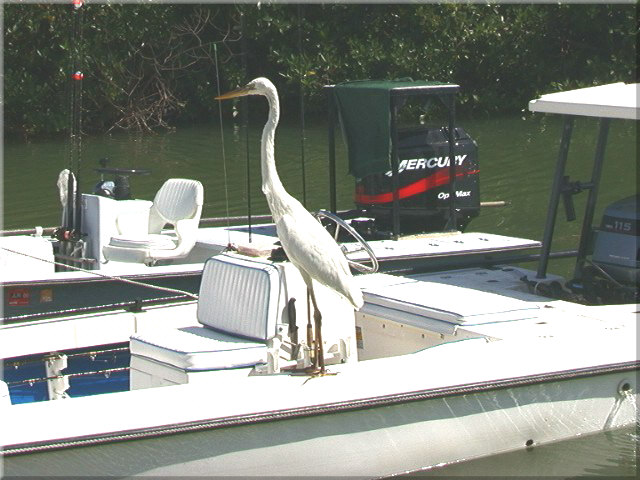 Fischreiher, Islamorada, Florida Keys