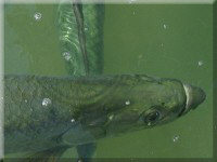 Tarpon